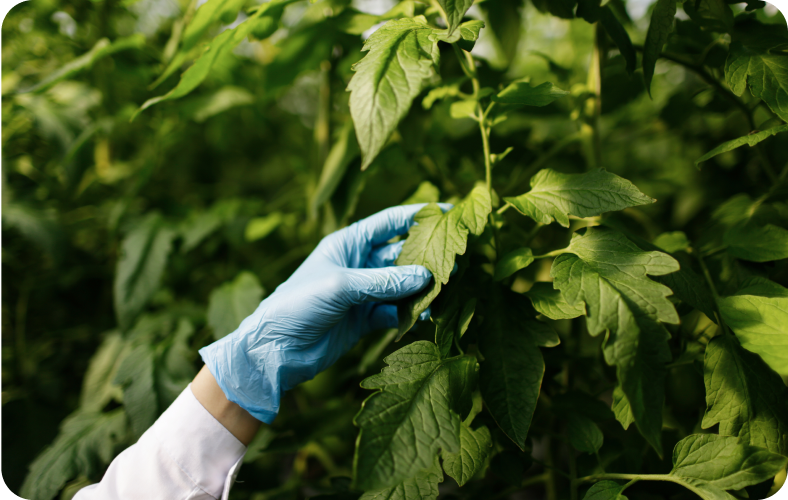 Proven Plant- Based and safe medicines